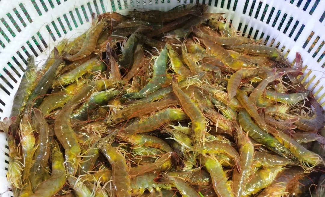 溫棚養(yǎng)殖南美白對蝦連續(xù)蛻殼怎么辦？