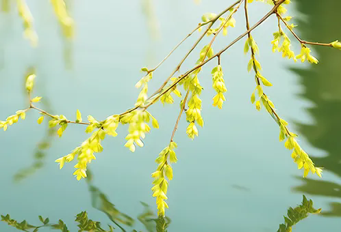 消毒和解毒如何區(qū)分？消毒劑殘留毒素怎么解？