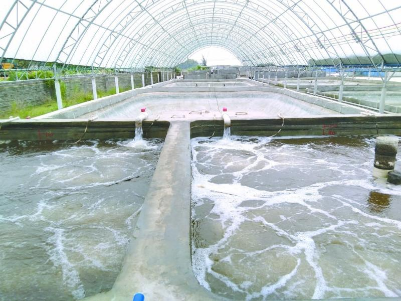養(yǎng)蝦先養(yǎng)水！養(yǎng)水的關(guān)鍵核心原來(lái)是它！