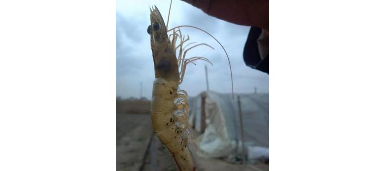 對(duì)蝦黑鰓褐斑綜合癥怎么辦？