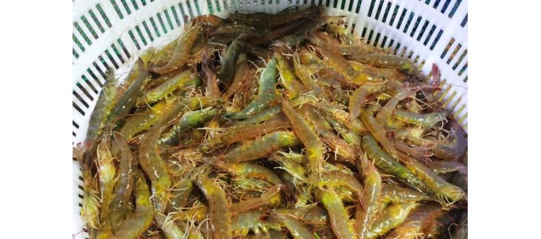 溫棚養(yǎng)殖南美白對蝦連續(xù)蛻殼怎么辦？