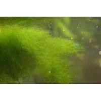 青苔水的危害及預(yù)防