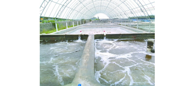 養(yǎng)蝦先養(yǎng)水！養(yǎng)水的關(guān)鍵核心原來是它！